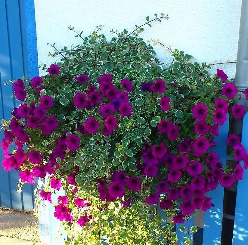 Hotelpension Gaestehaus Birgit Pensionat Bad Mergentheim